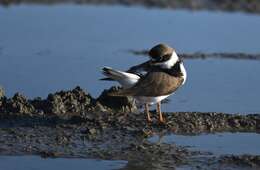 Image of Semipalmated Plover