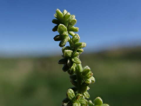 Image of California nettle