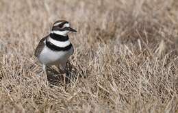 Image of Killdeer