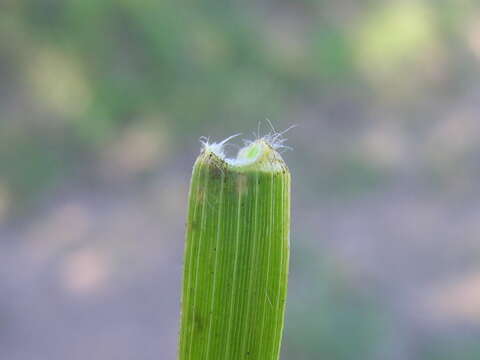 Image of Australian lovegrass