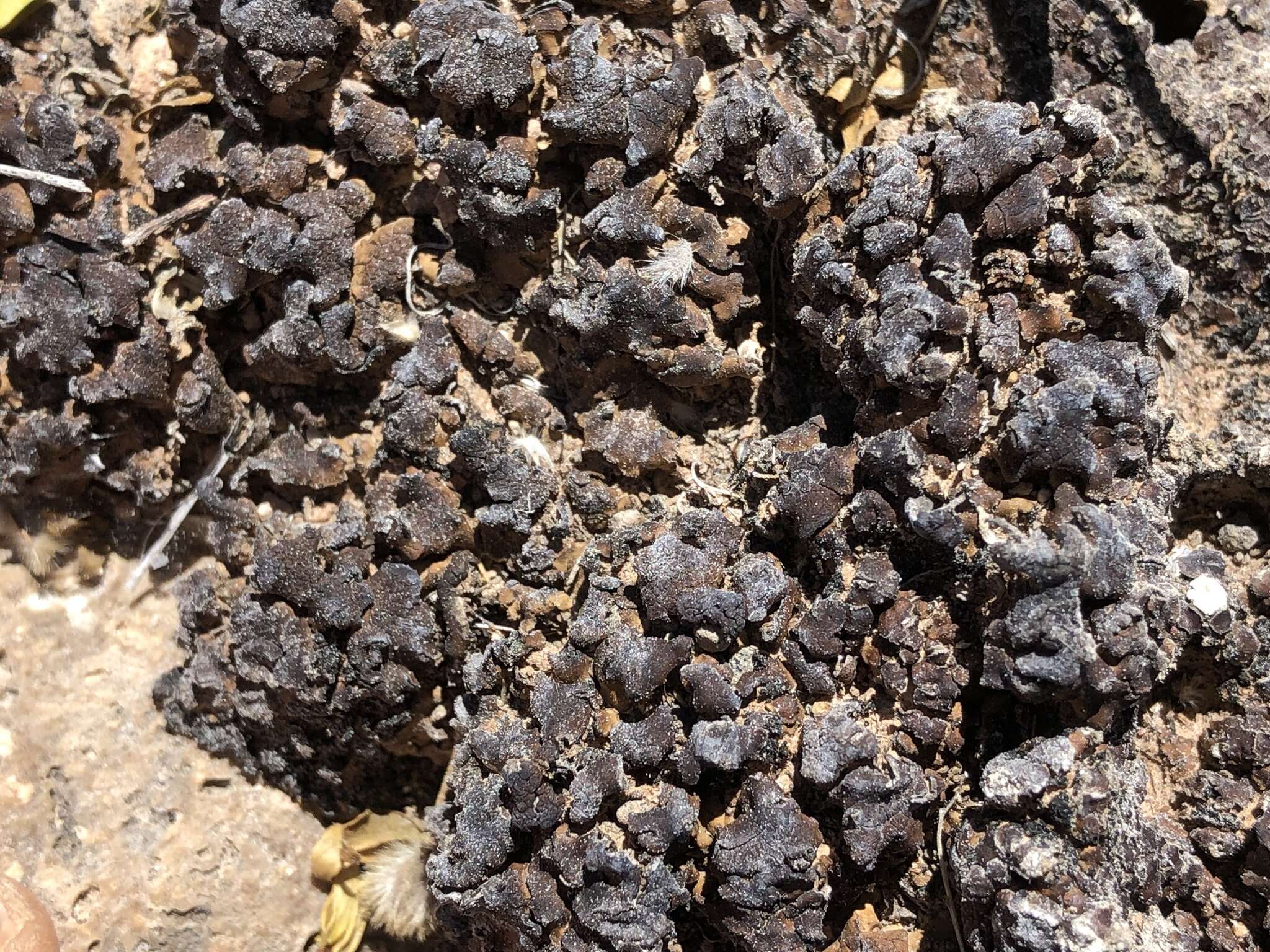 Image of compact earth lichen