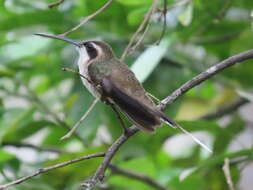 Image of Pale-bellied Hermit