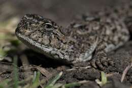 Image of Ground Agama