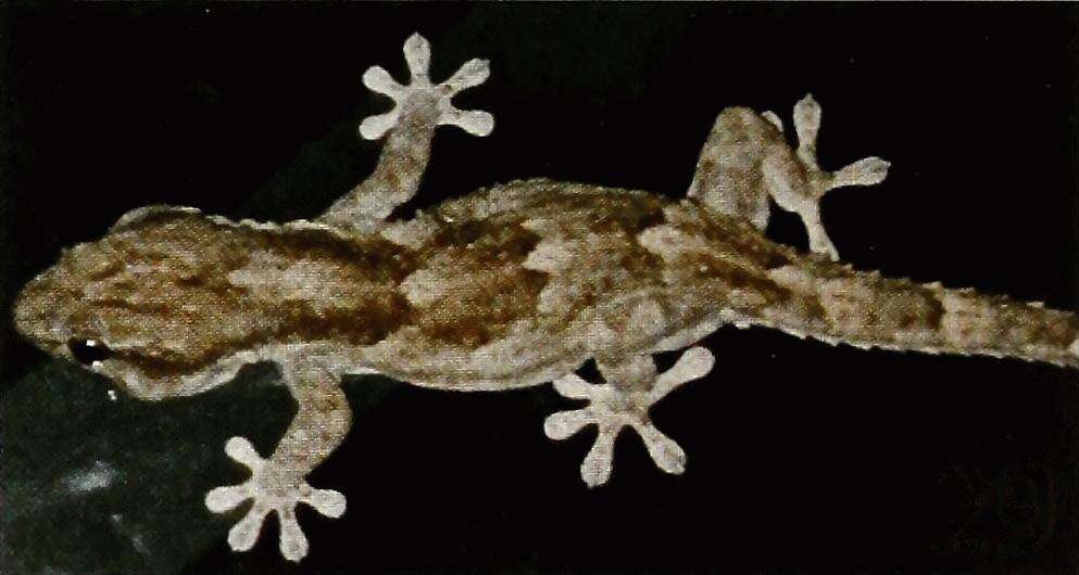 Image of African Wall Gecko