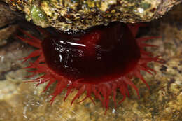 Image of Actinia mediterranea Schmidt 1971