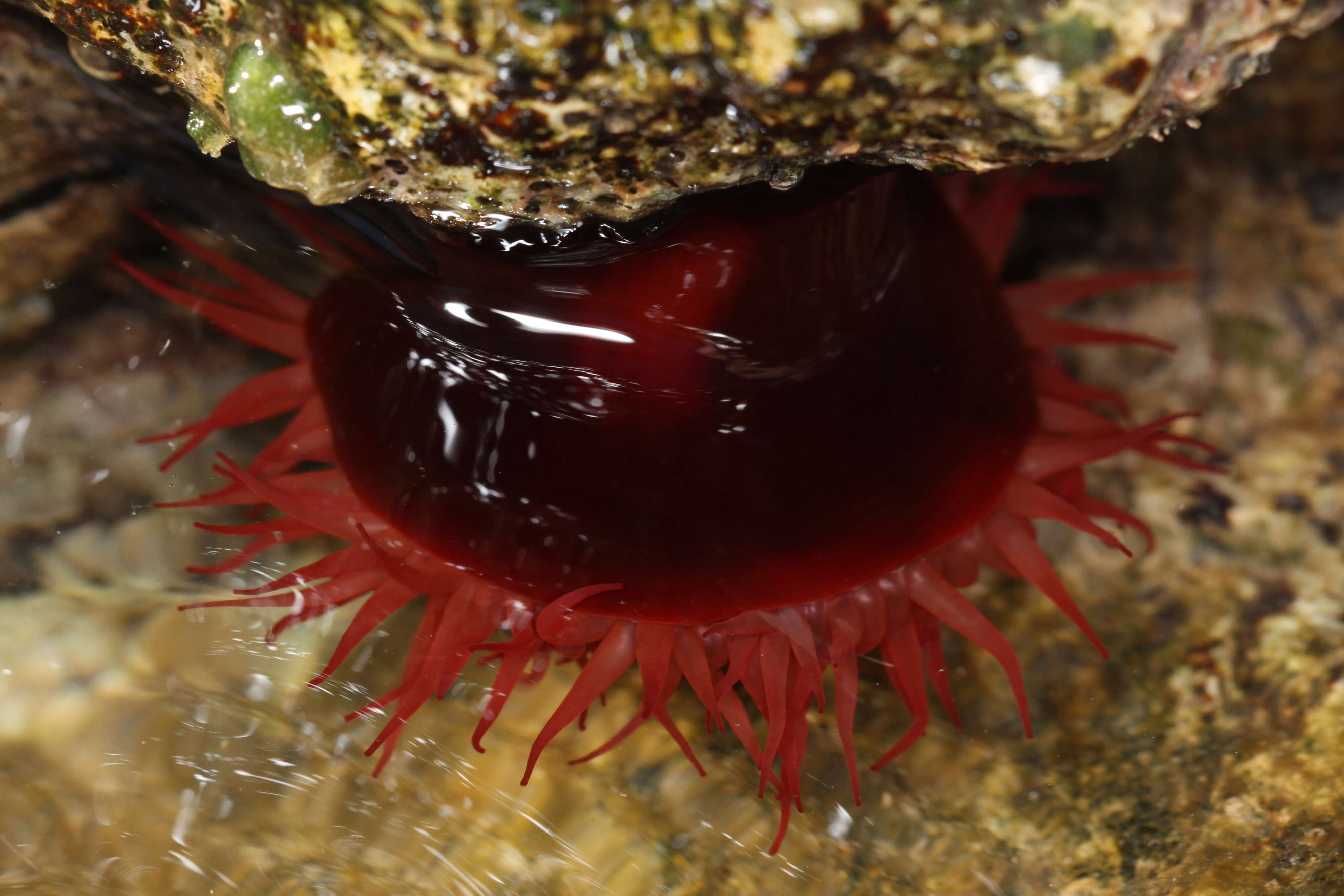 Image of Actinia mediterranea Schmidt 1971