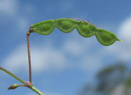 Image of Desmodium varians (Labill.) G. Don