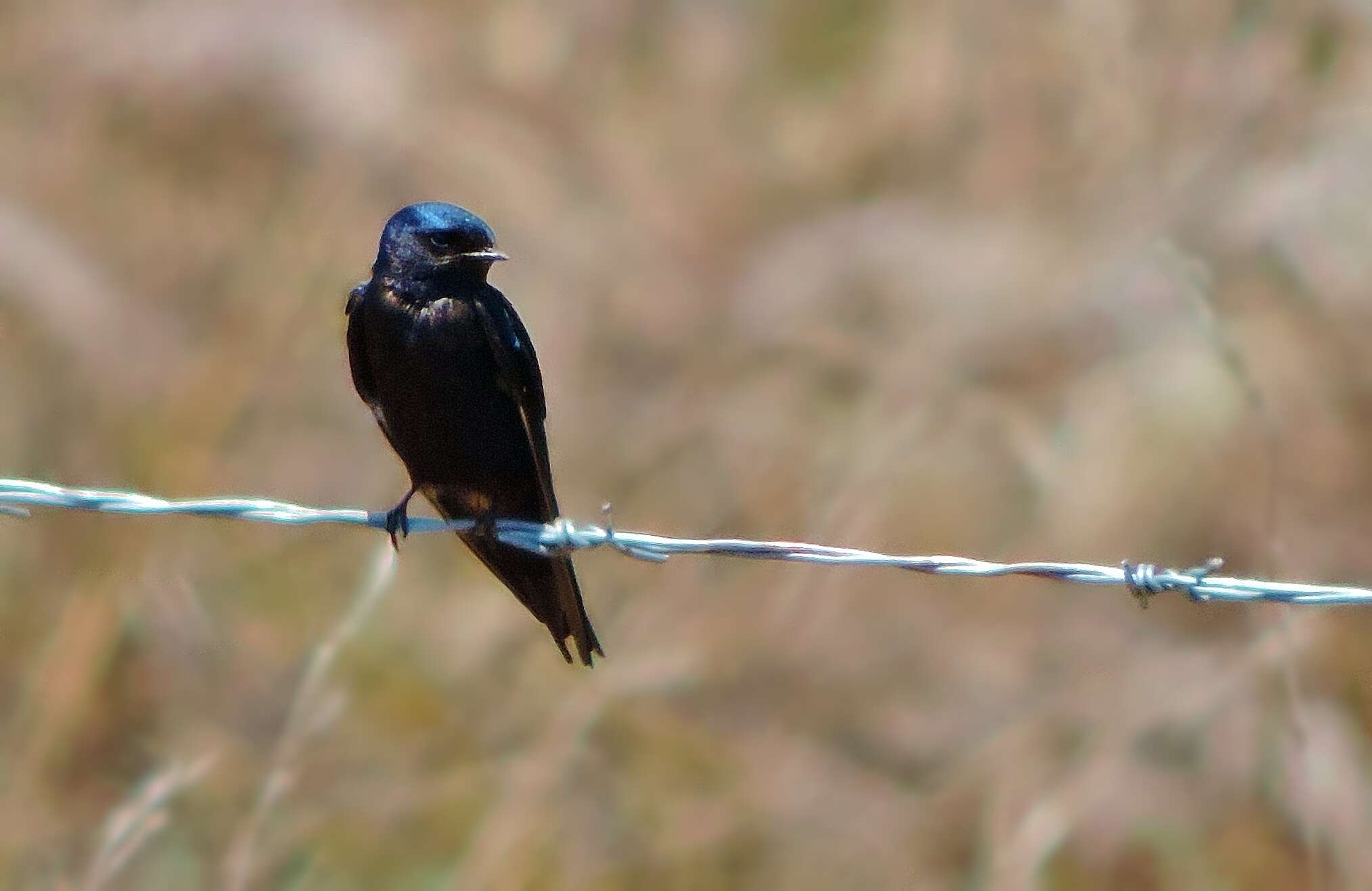 Hirundo atrocaerulea Sundevall 1850的圖片