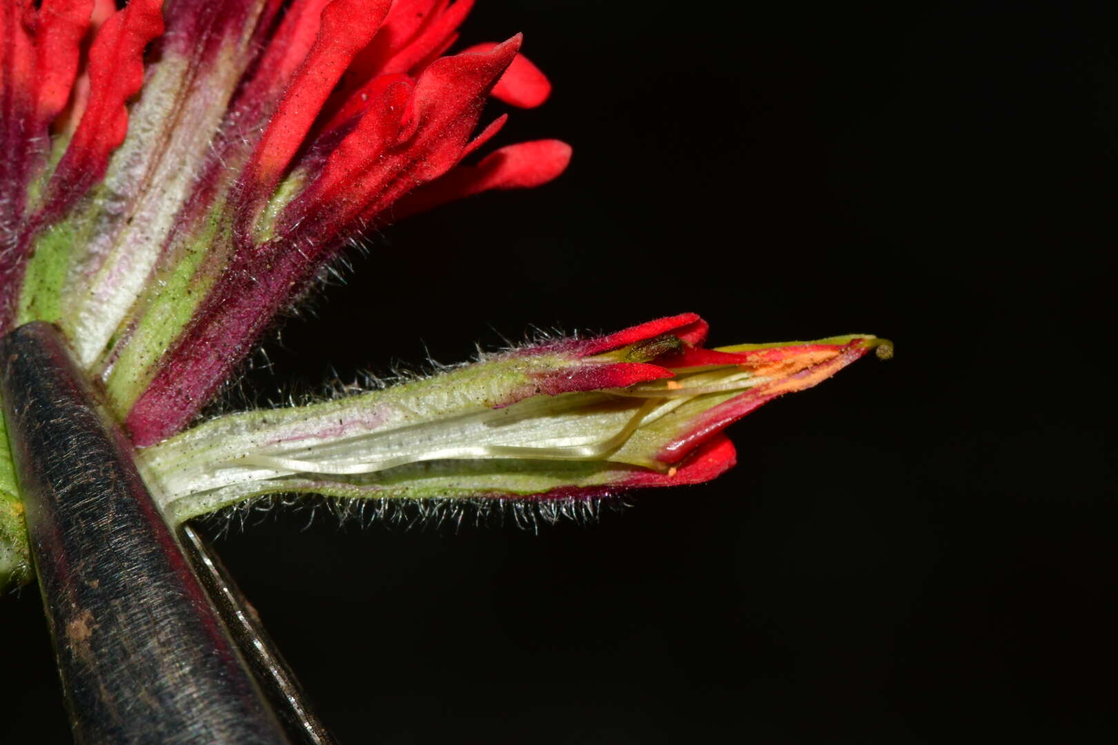 Image of Castilleja bella Standley