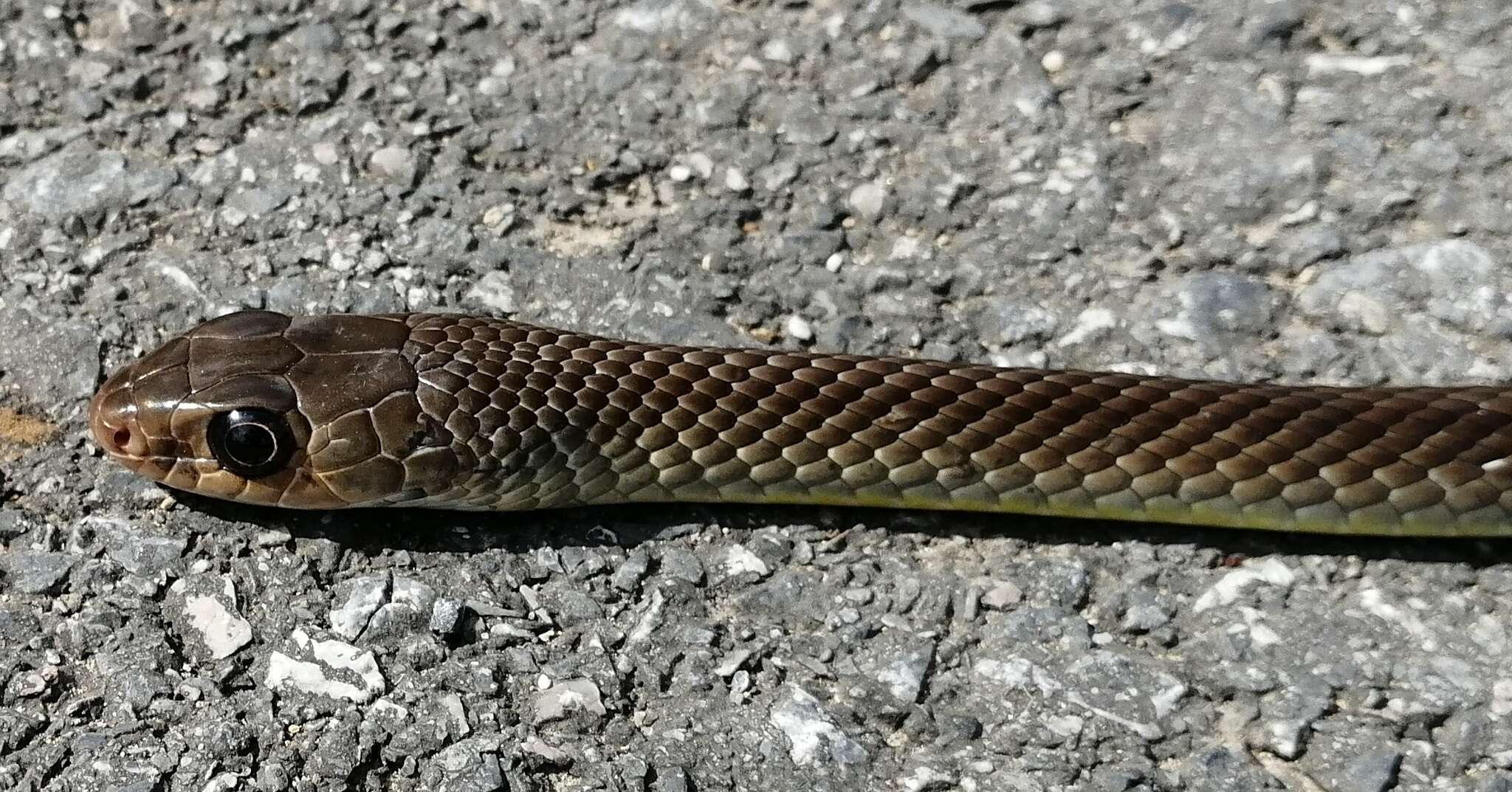 Image of Chinese Ratsnake