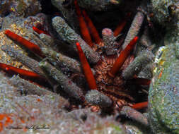 Image of slate pencil urchin