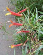 Image de Lobelia laxiflora Kunth