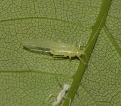 Image of Common sycamore aphid