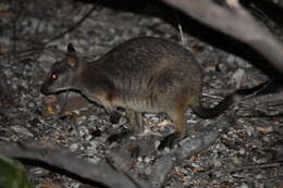 Image of Unadorned Rock Wallaby