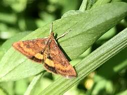 Image of Pyrausta californicalis Packard 1873