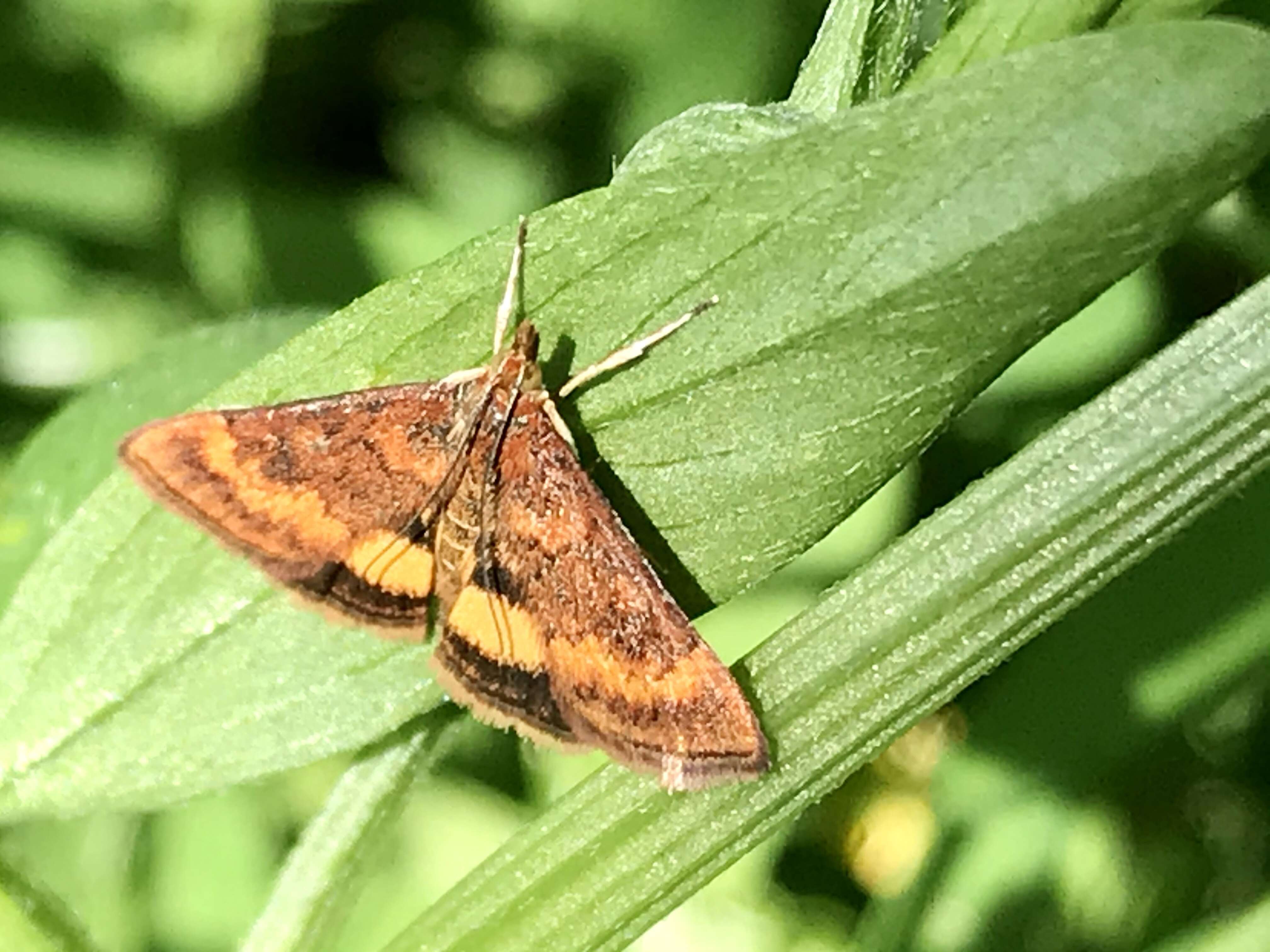 Image of Pyrausta californicalis Packard 1873