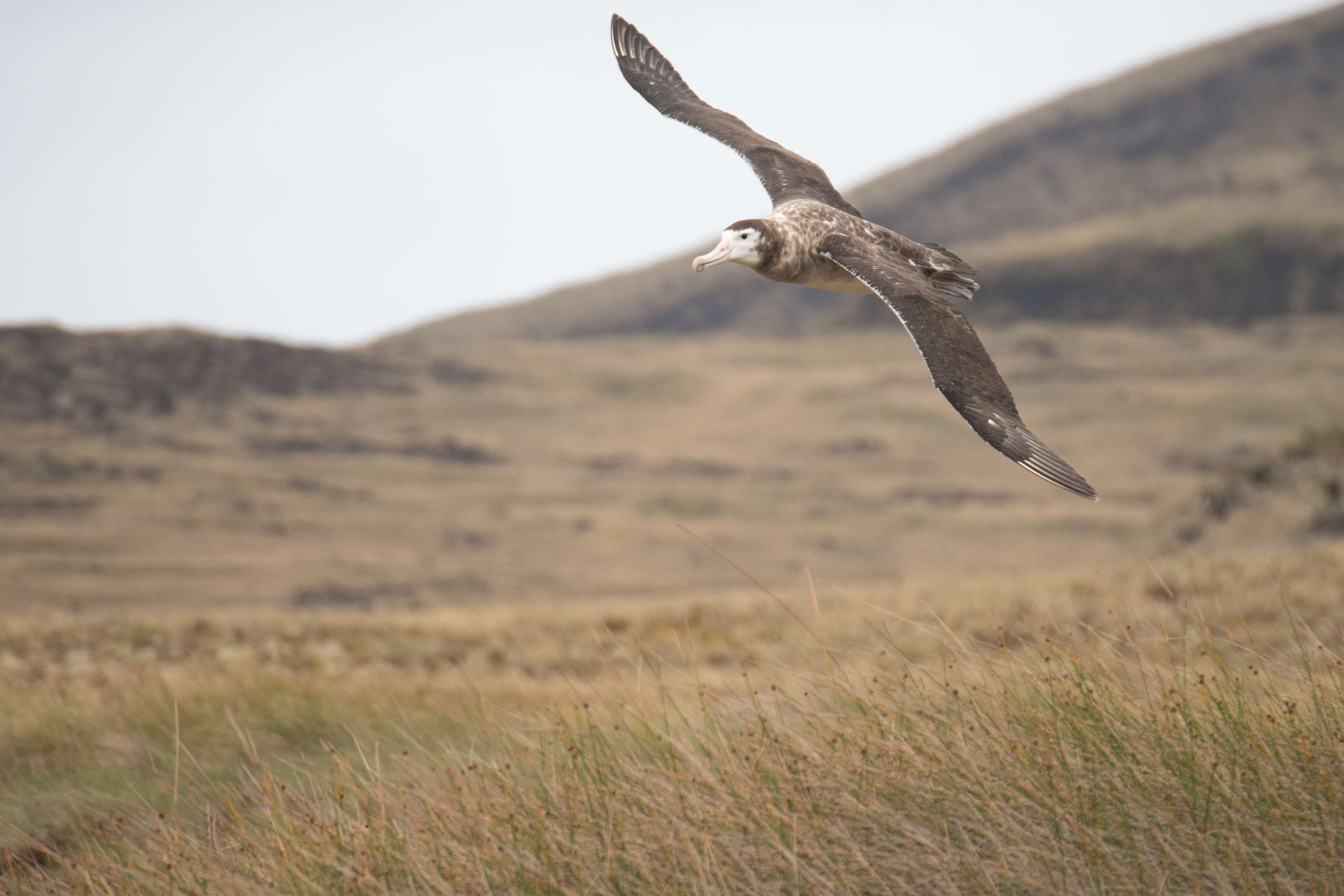 Amsterdam albatrosu resmi