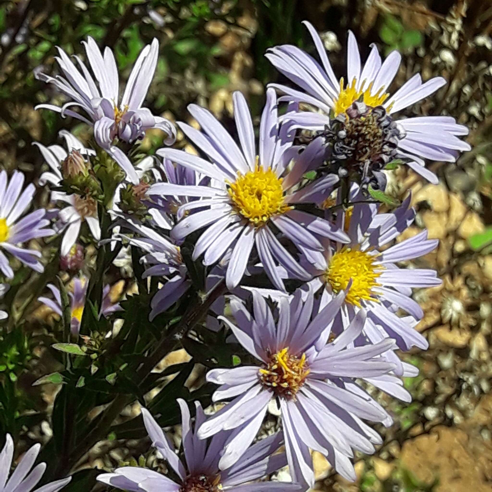 Image de Symphyotrichum carnerosanum (S. Wats.) G. L. Nesom