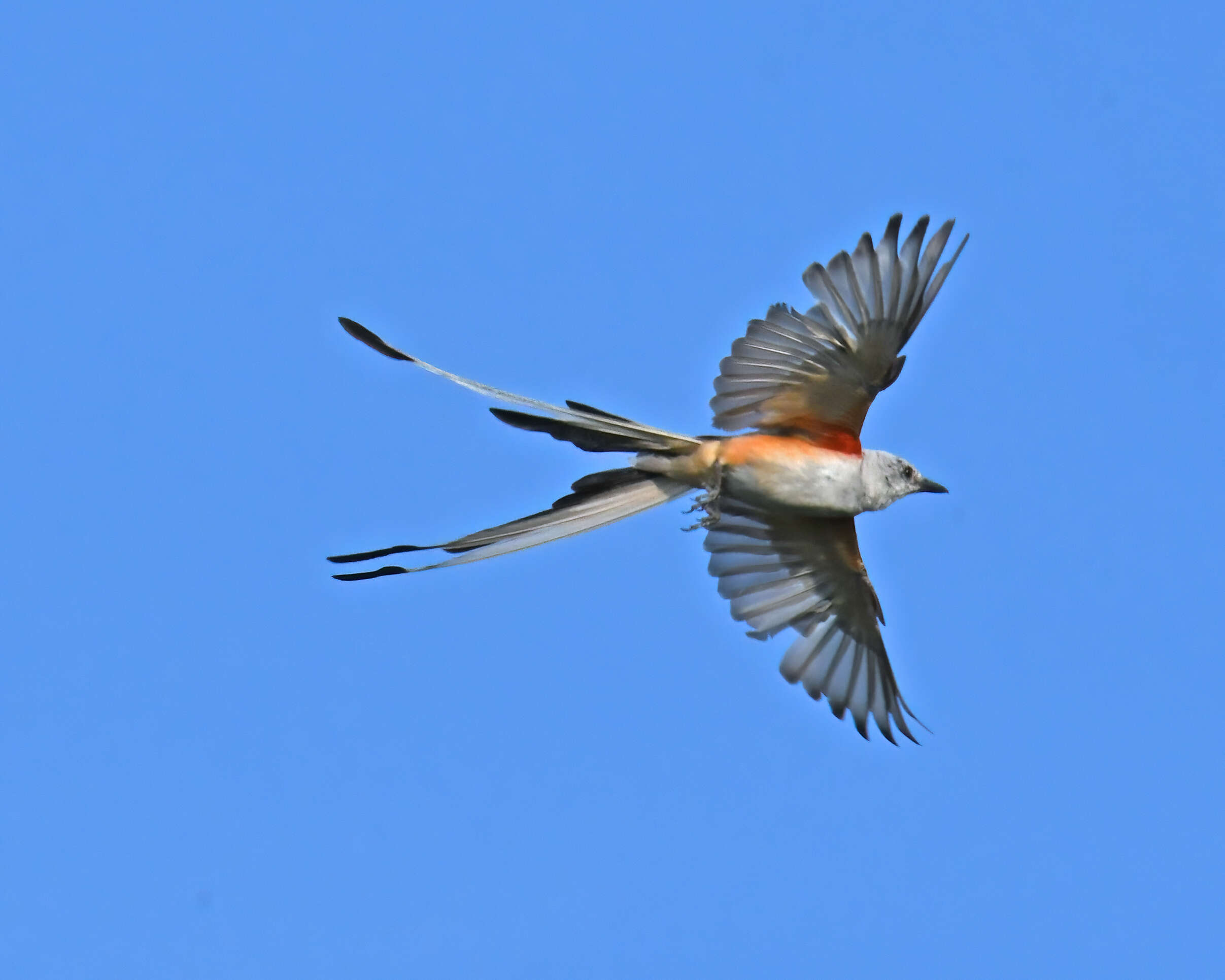 Image of Scissor-tailed Flycatcher