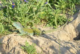 Image of Ocellated Lizard