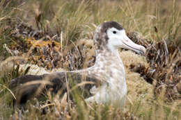 Amsterdam albatrosu resmi