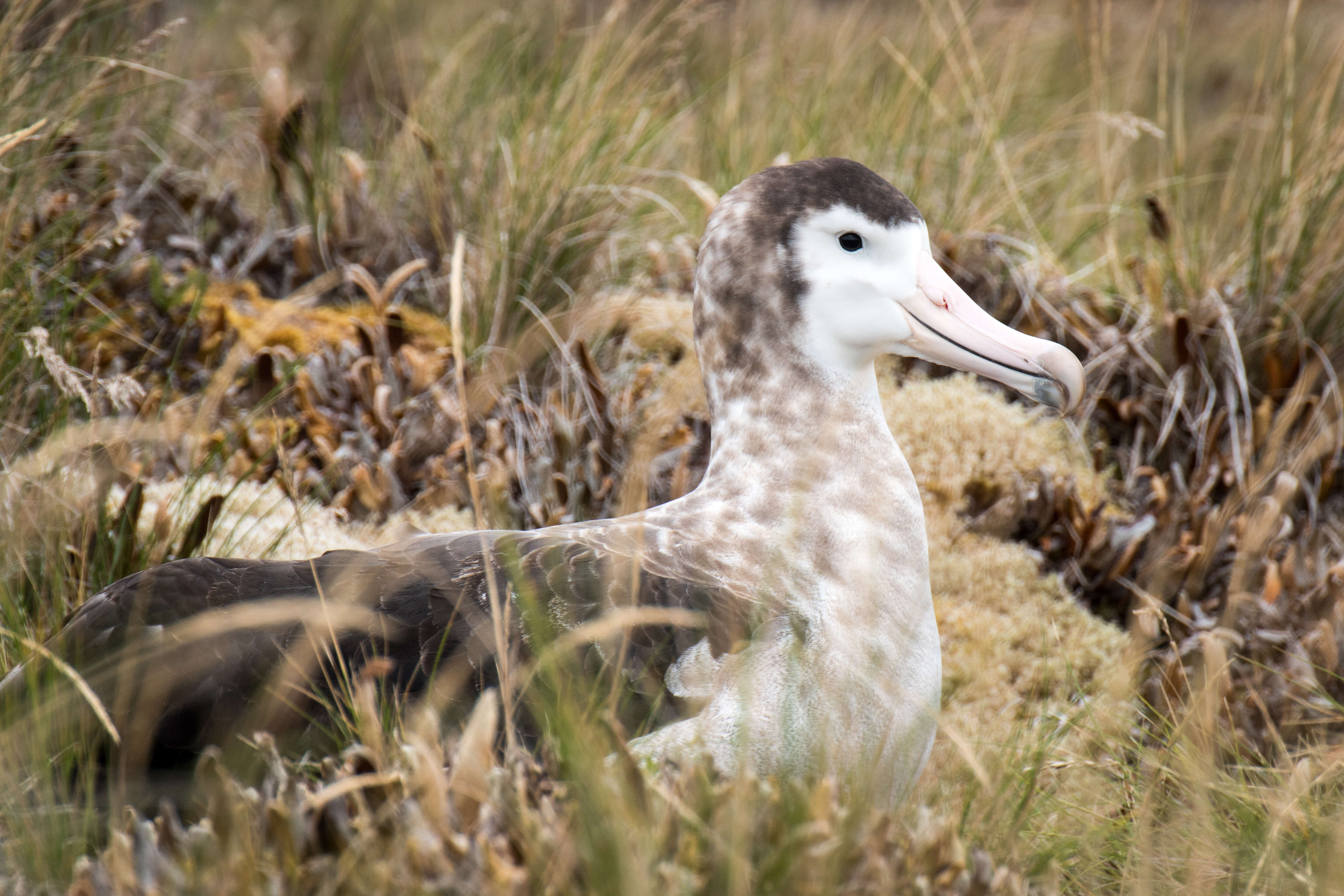 Image of Amsterdam Albatross