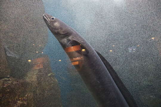 Image of Conger Eel