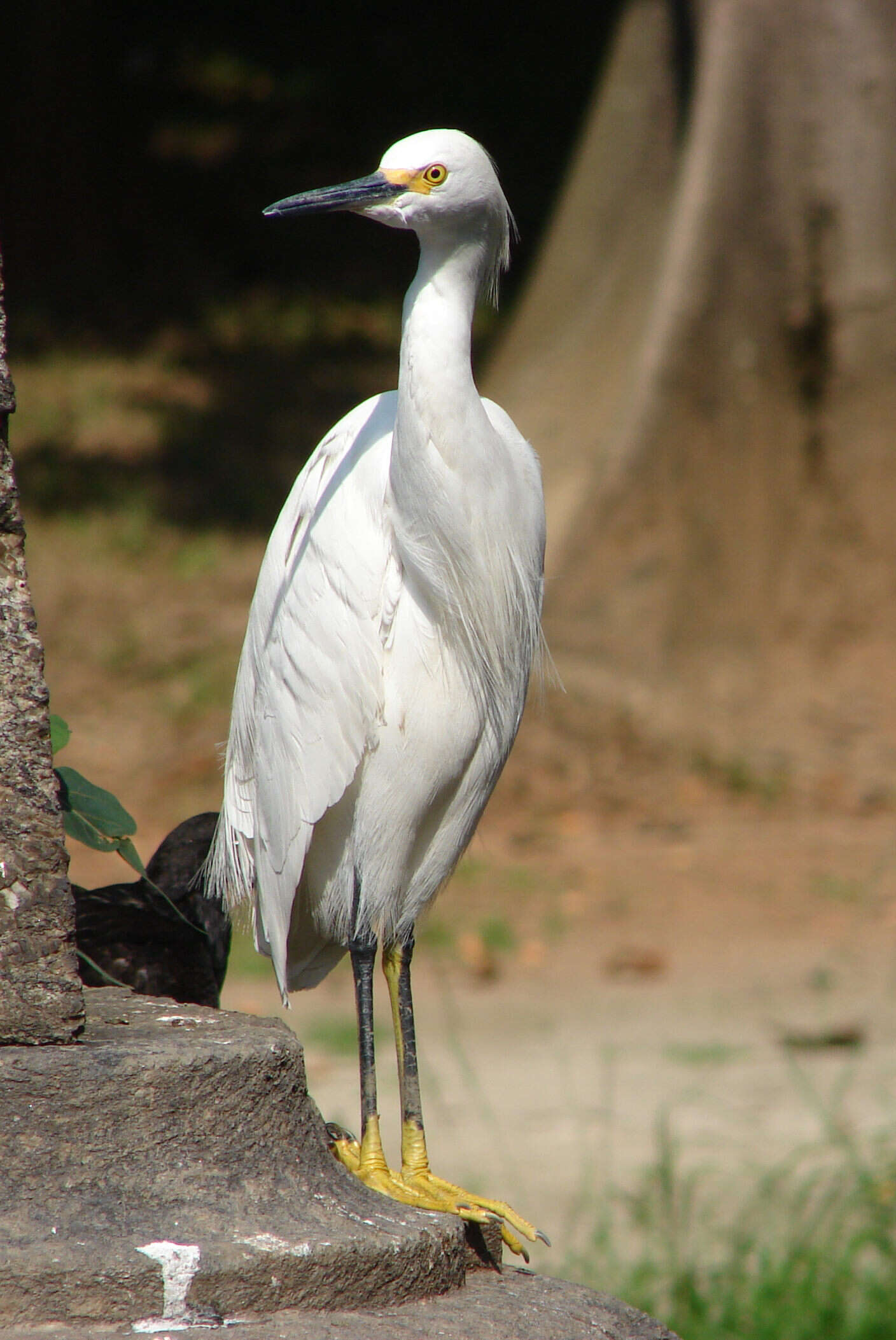 Image of Snowy Egret