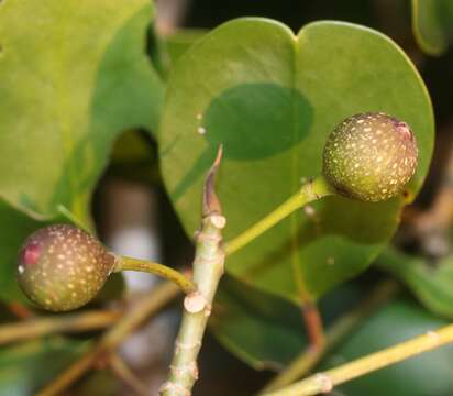 Image of Ficus erecta Thunb.