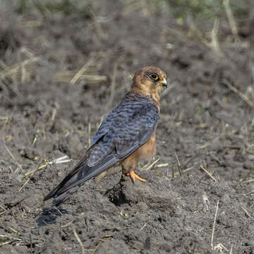 Image of Red-footed Falcon