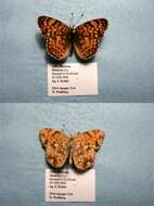 Image of Phyciodes mylitta