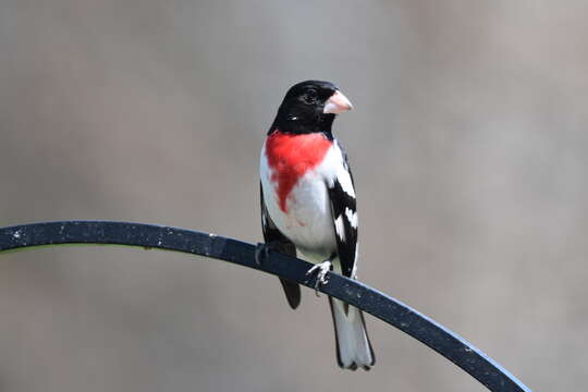 Image of Rose-breasted Grosbeak