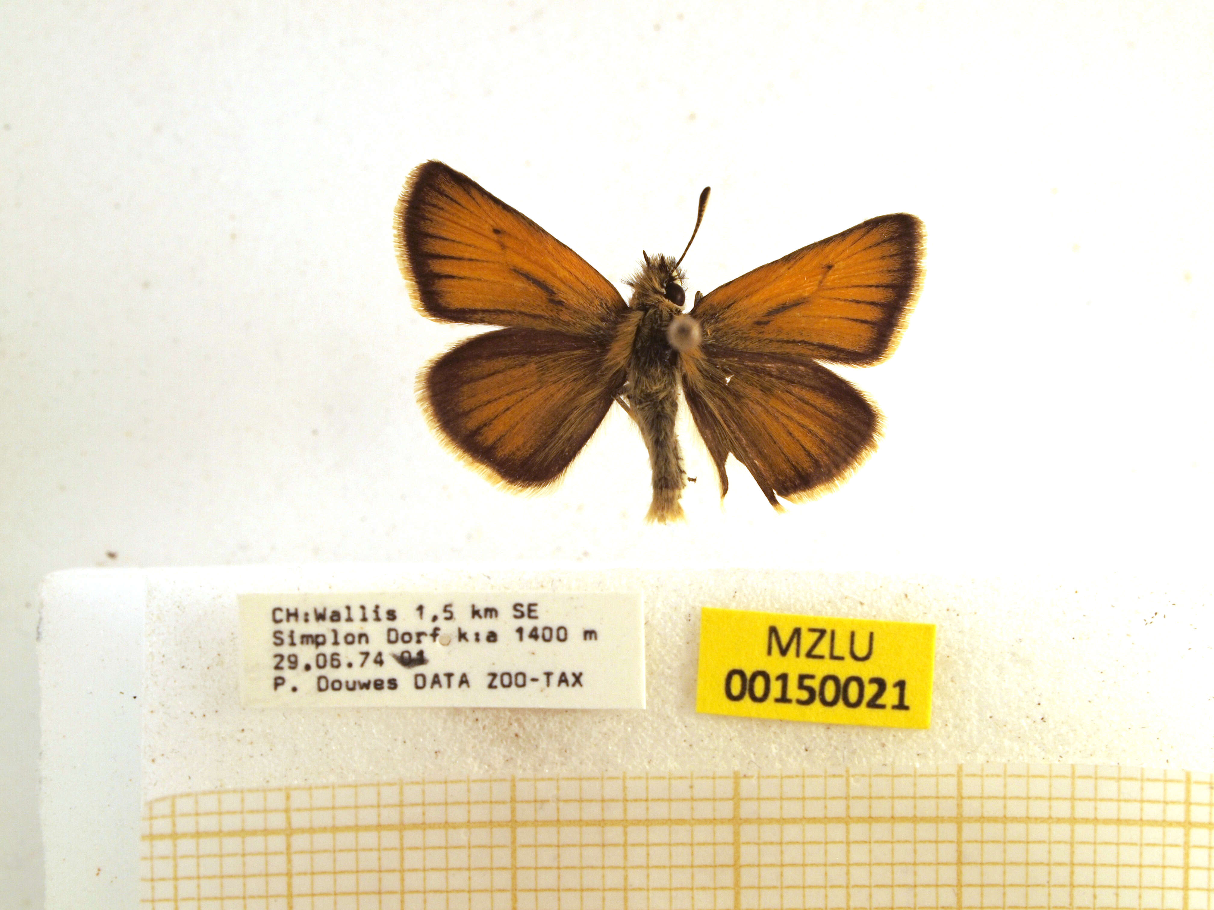 Image of small skipper