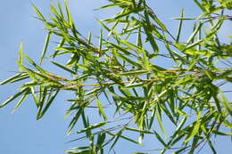 Image of umbrella bamboo