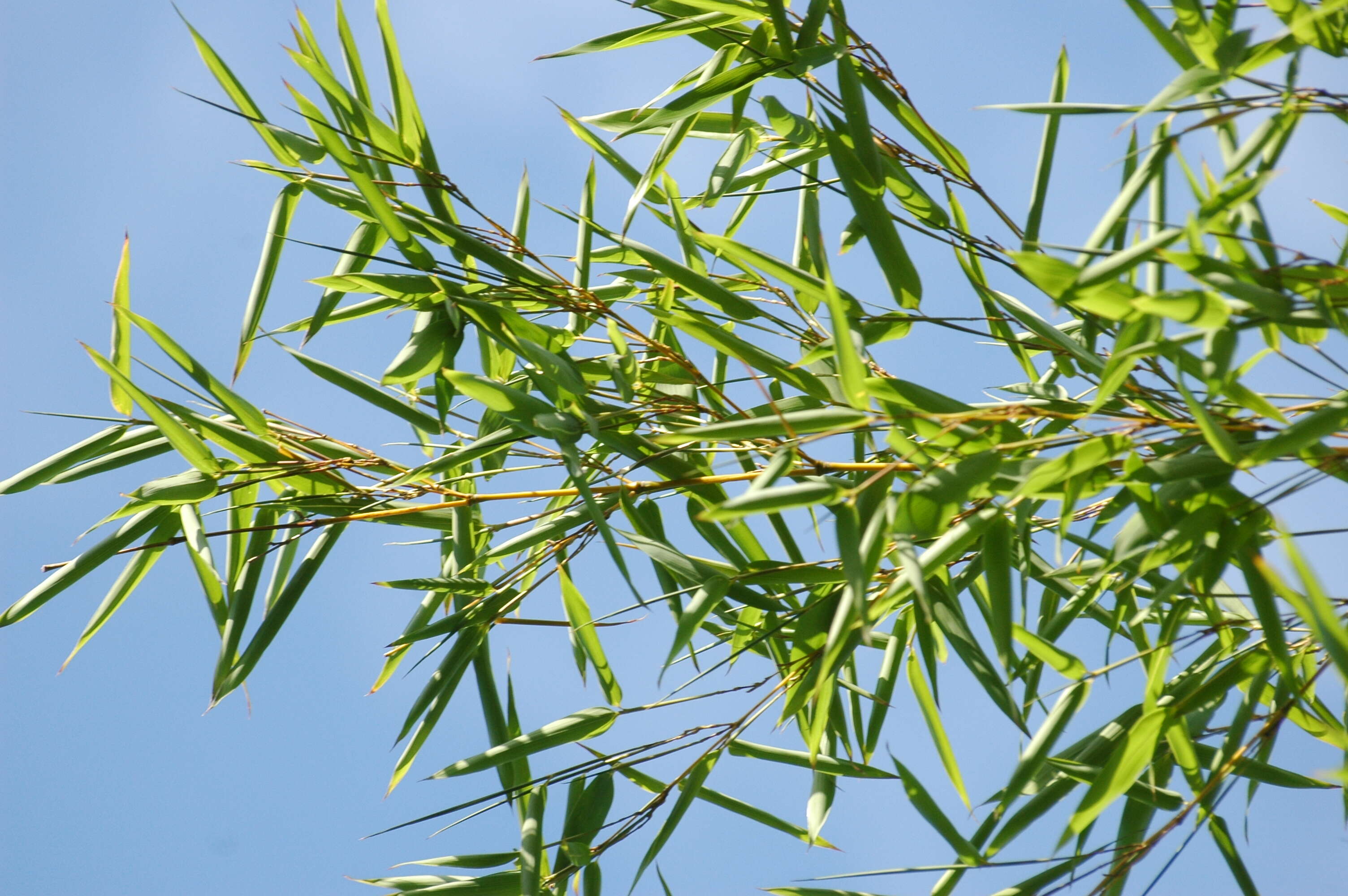 Image of umbrella bamboo