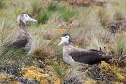 Image of Amsterdam Albatross