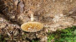 Image of Royal Fly Agaric