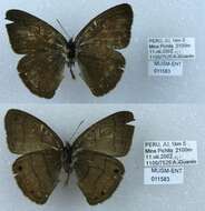 Imagem de Euptychia gisella Hayward 1957