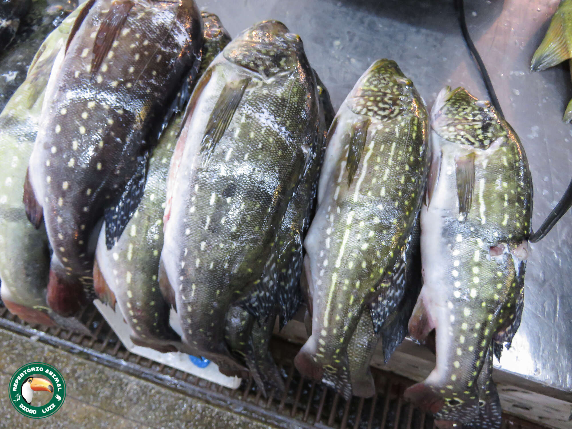 Image of Speckled peacock bass