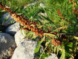 Rumex palustris Sm. resmi