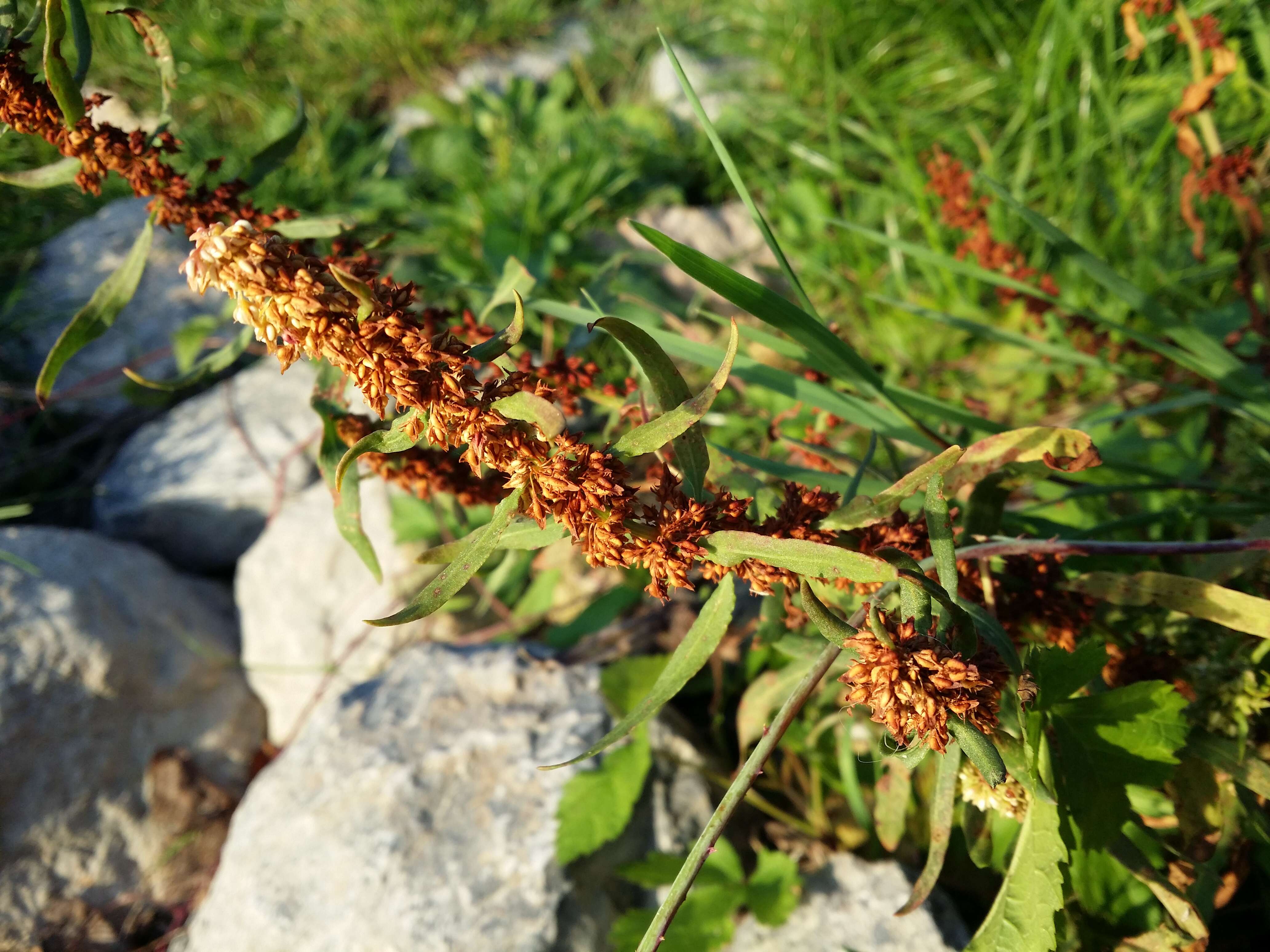 Rumex palustris Sm. resmi