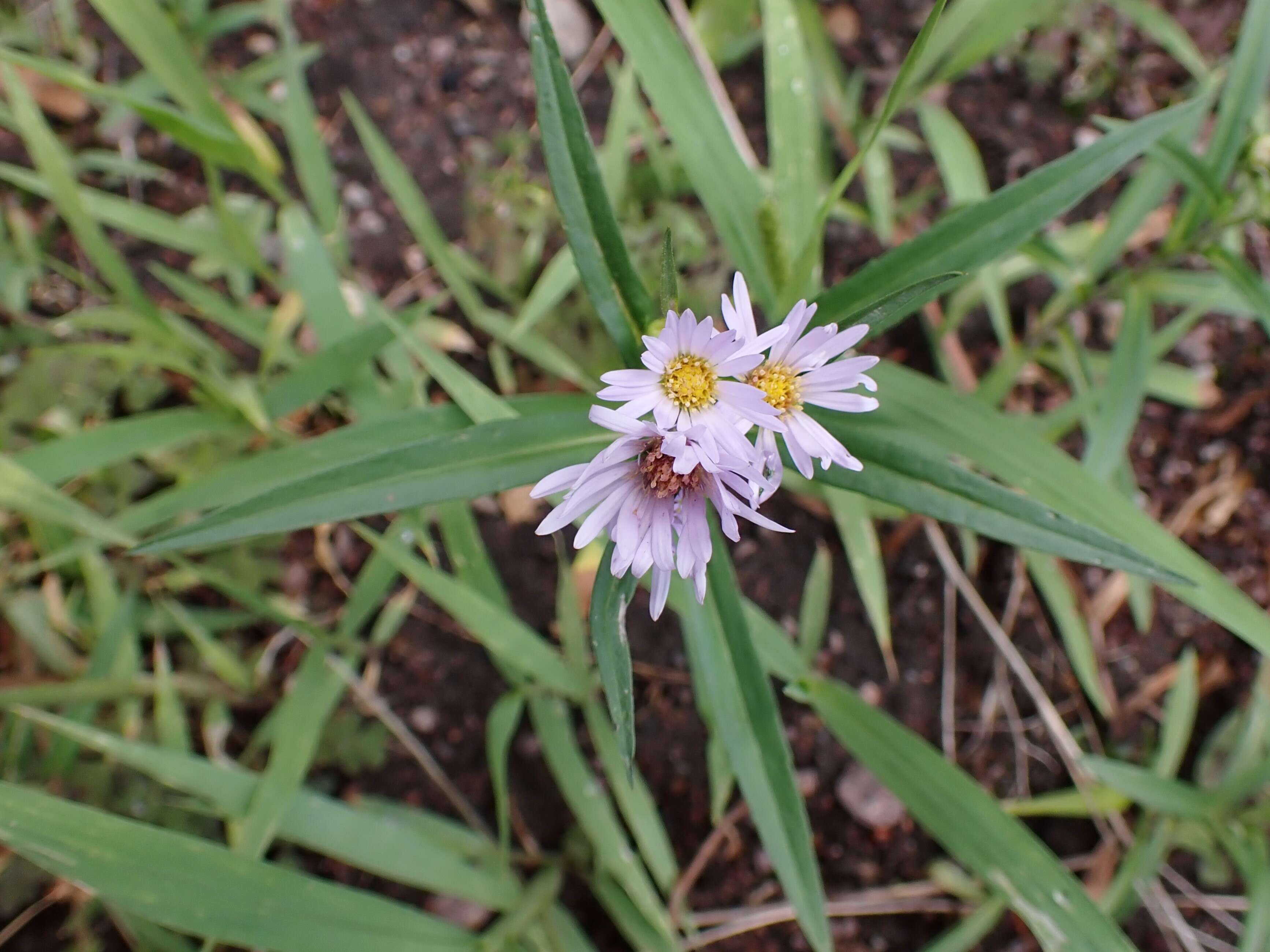 Sivun Symphyotrichum tenuifolium (L.) G. L. Nesom kuva