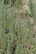 Image of Artemisia austriaca Jacq.