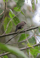 Image of Smoky Bush Tyrant