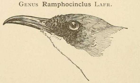 Image of Ramphocinclus Lafresnaye 1843