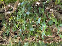 Image of black locust