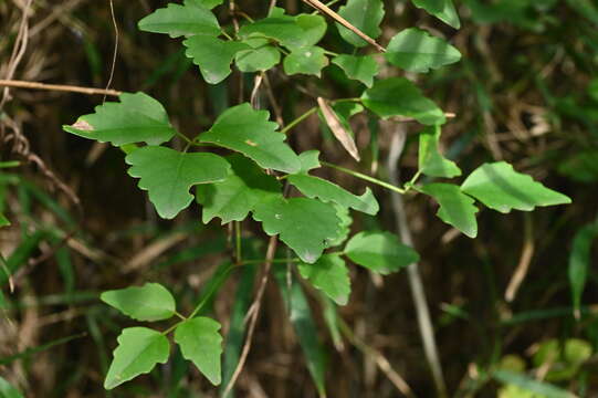 Image of Akebia trifoliata (Thunb.) Koidz.