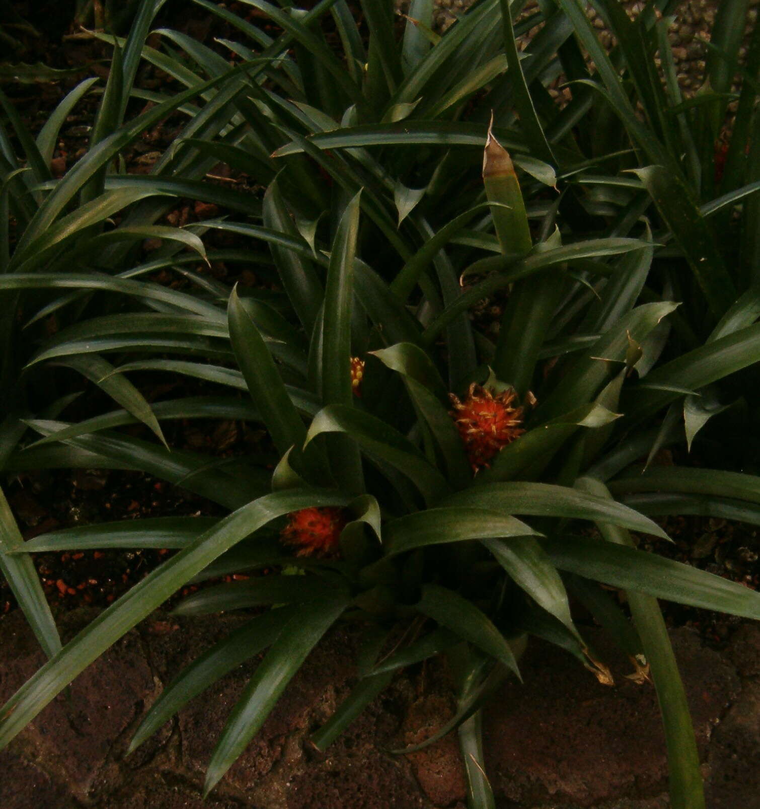 Aechmea pimenti-velosoi Reitz的圖片