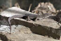 Image of Uruguay Marked  Gecko