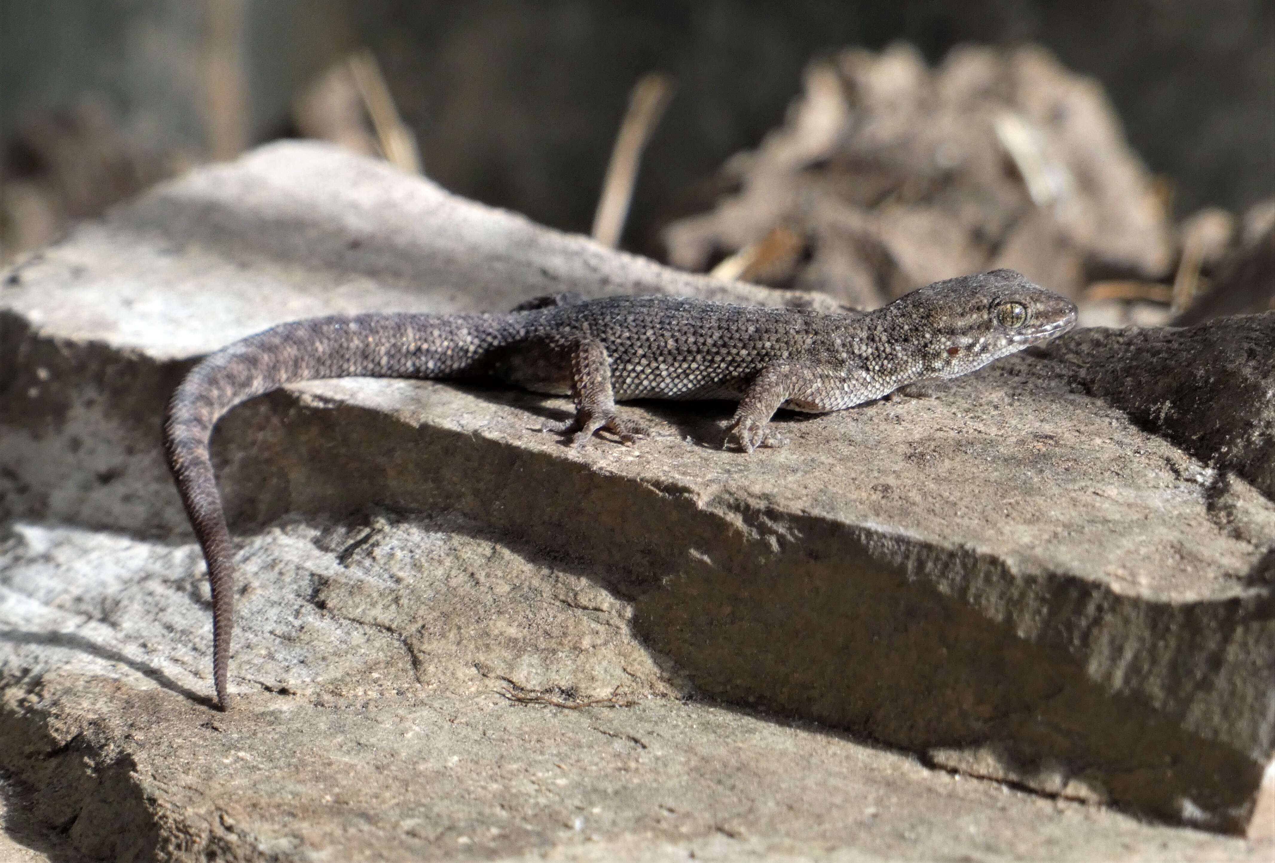 Image of Uruguay Marked  Gecko